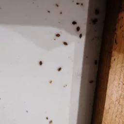 Pluskwa domowa w kanapie