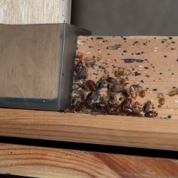 Dezynsekcja i deratyzacja Poznań 1