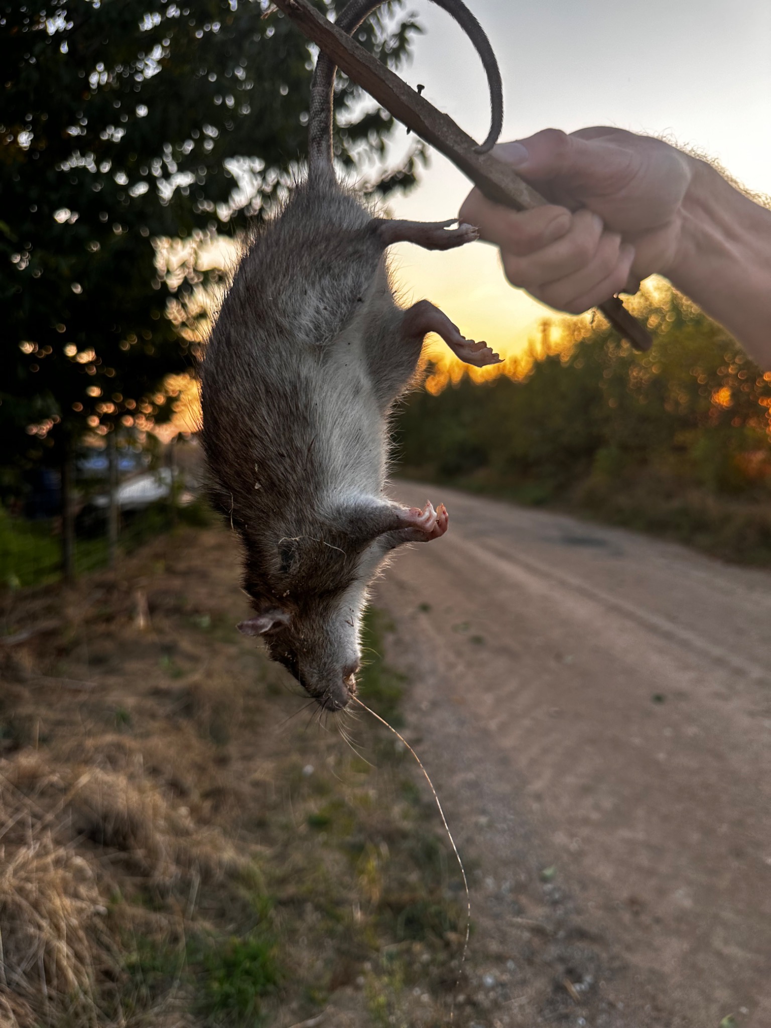 Ujęcie z bliska: martwy szczur zwisa z gałęzi trzymanej w dłoni na tle zachodzącego słońca i polnej drogi. Długie wąsy i szare futro gryzonia są wyraźnie widoczne.