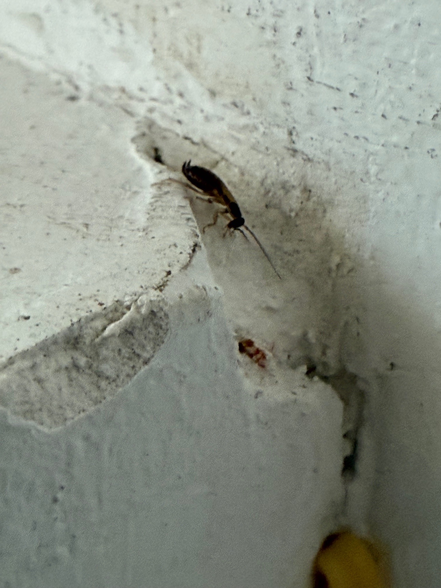 Czarny owad z długimi czułkami na szarej, nierównej powierzchni. Widoczne pęknięcia i zabrudzenia. Bliski kadr, ostre światło.