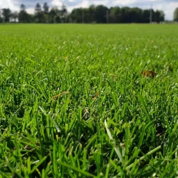 Nisko kątowe ujęcie intensywnie zielonego, równo skoszonego trawnika z pojedynczym suchym liściem, z rozmytym tłem drzew i błękitnego nieba z białymi chmurami.