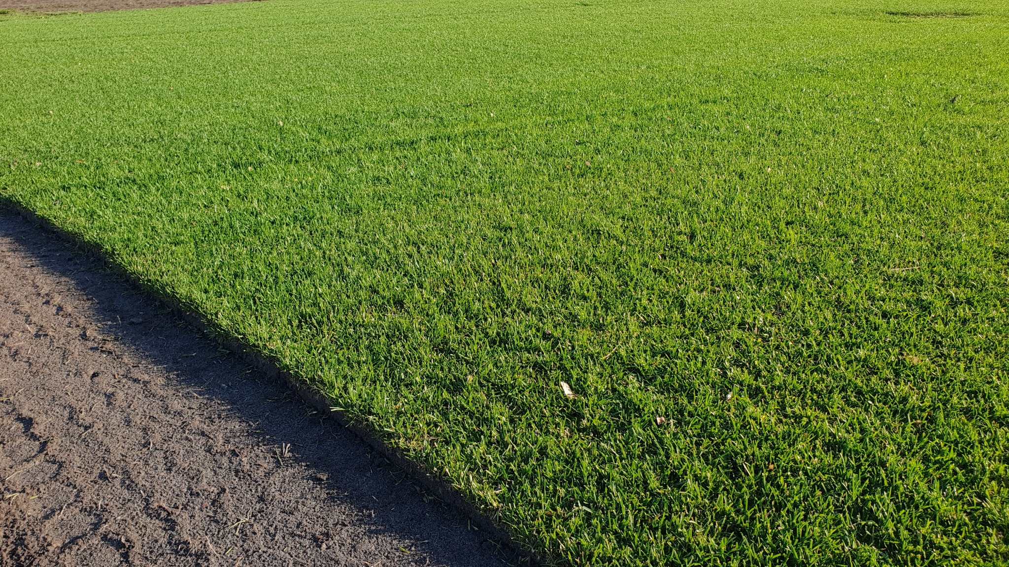 Świeżo posiana trawa z widocznymi śladami opon wzdłuż krawędzi pola, sugerujące prace przygotowawcze pod trawnik.