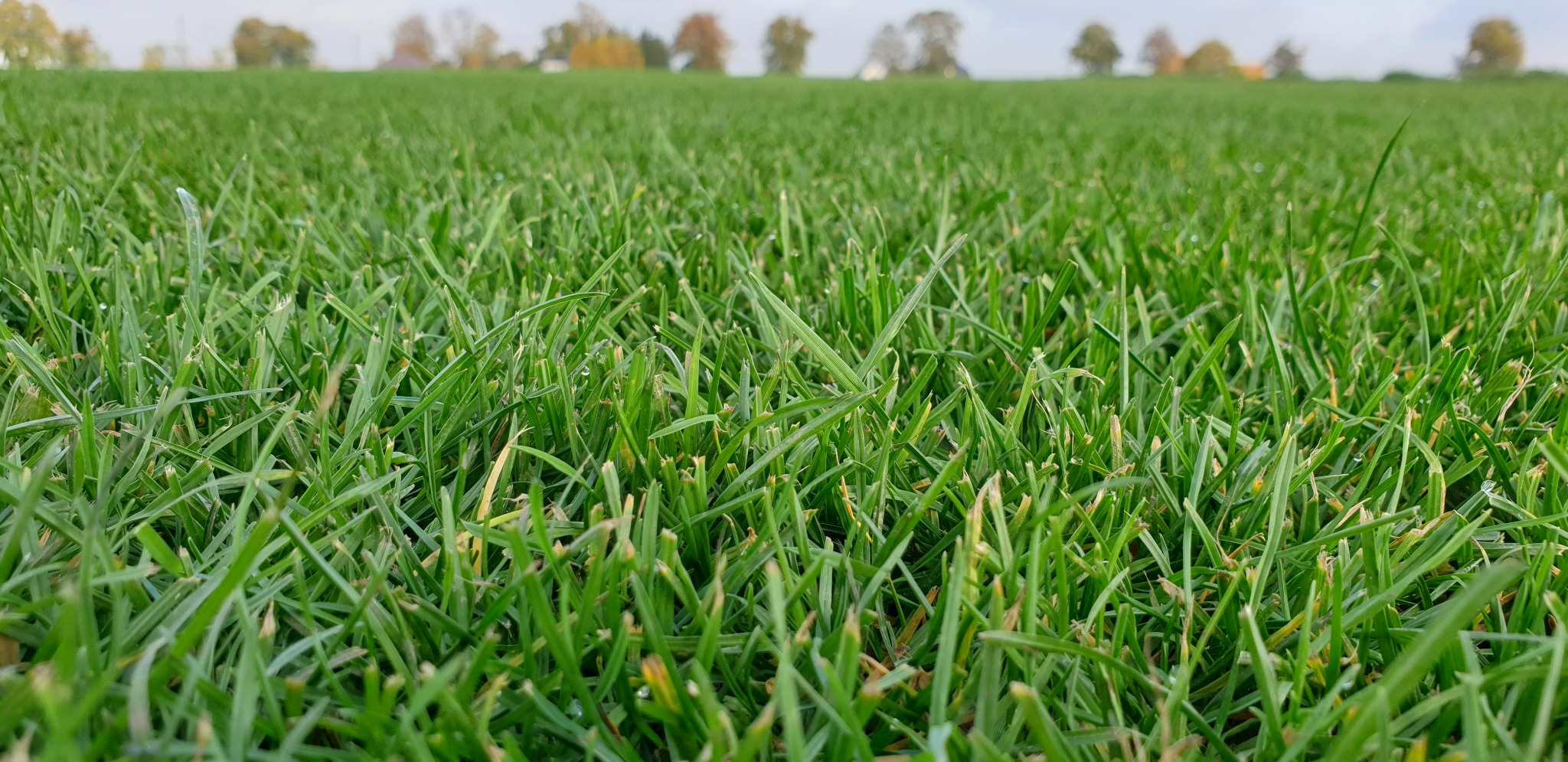 Soczysta, gęsta trawa z bliska, z delikatnymi kroplami wody na źdźbłach, w tle rozmyte drzewa.