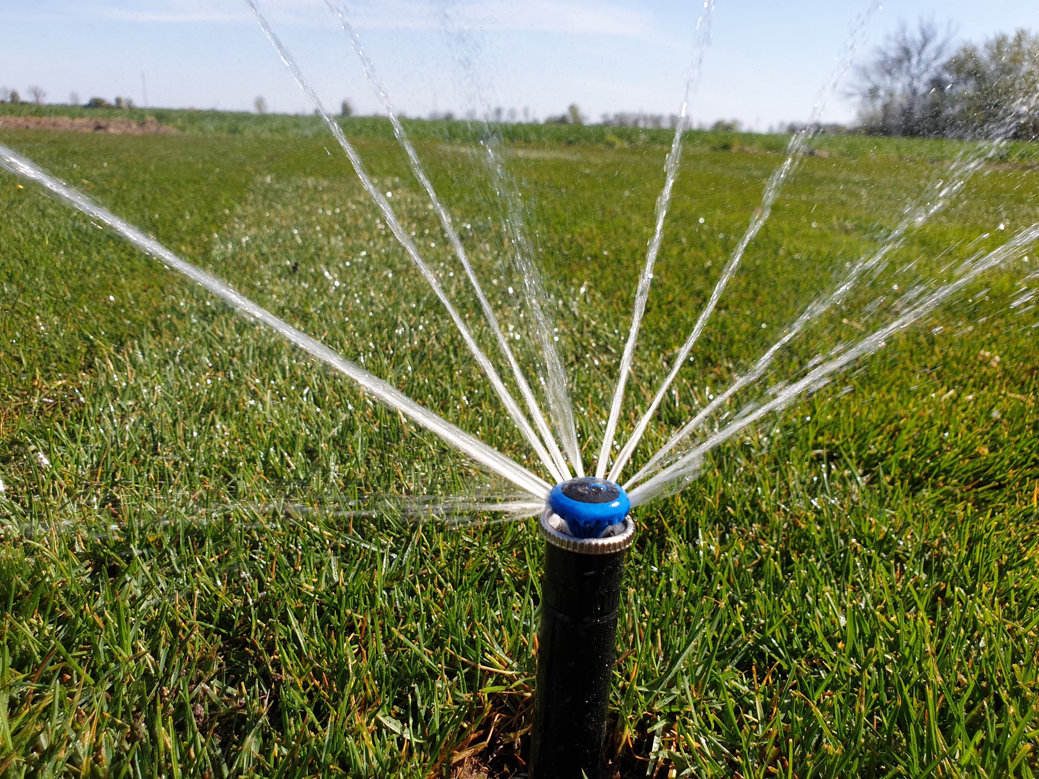 Rotacyjny zraszacz ogrodowy nawadnia równomiernie trawnik, rozpylając wodę w promieniu, na tle zielonego pola i błękitnego nieba.