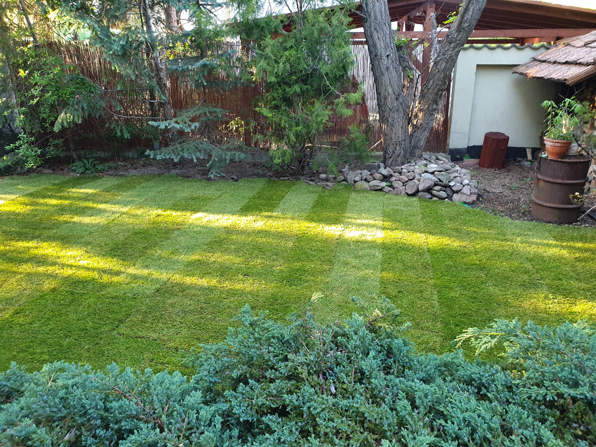 Świeżo skoszony trawnik z wyraźnymi pasami, otoczony iglakami, kamieniami i elementami architektury ogrodowej, w tle widoczny drewniany płot.