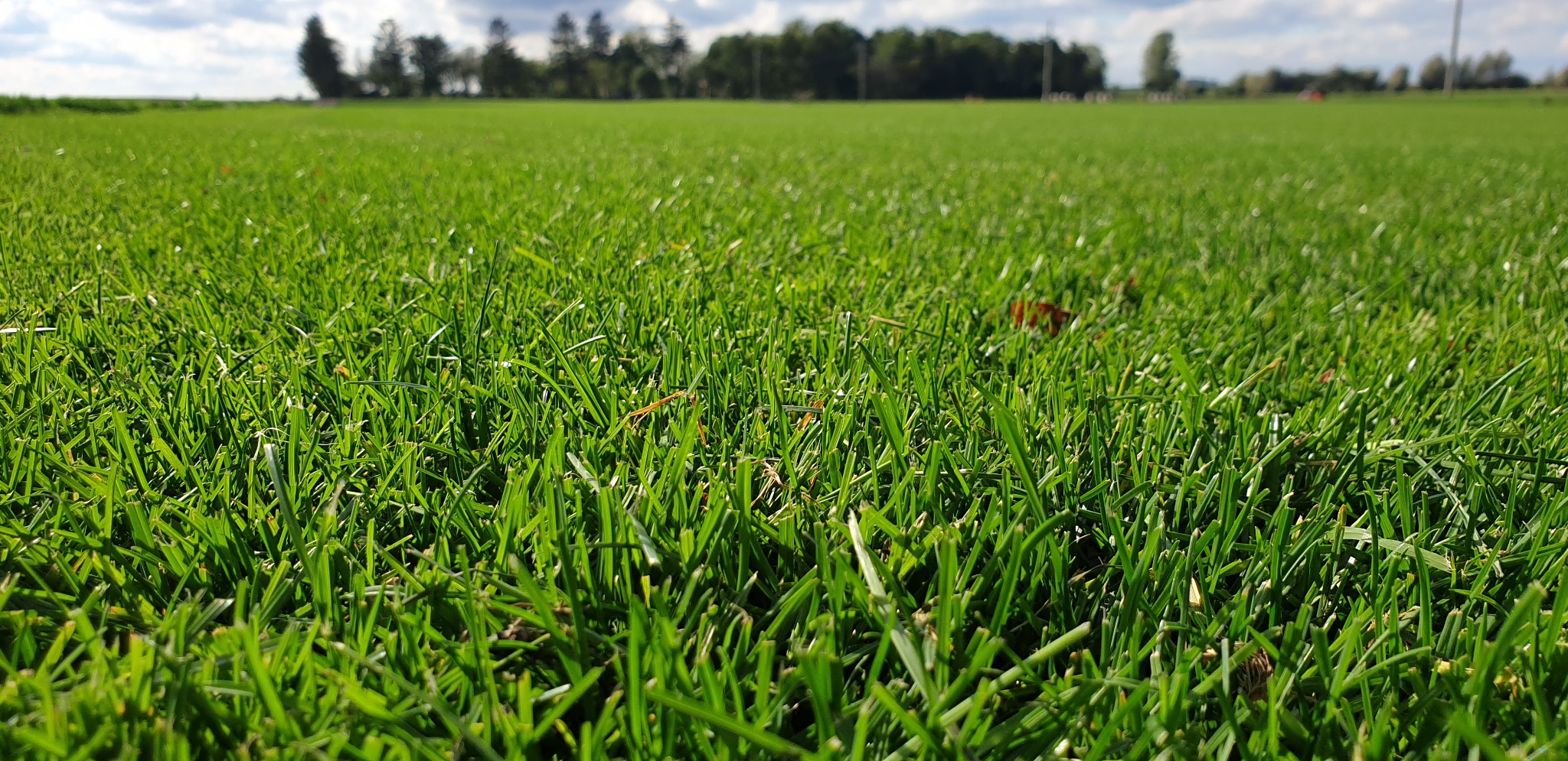 Nisko kątowe ujęcie intensywnie zielonego, równo skoszonego trawnika z pojedynczym suchym liściem, z rozmytym tłem drzew i błękitnego nieba z białymi chmurami.