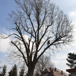 Przycinka dęba obwód około 400cm