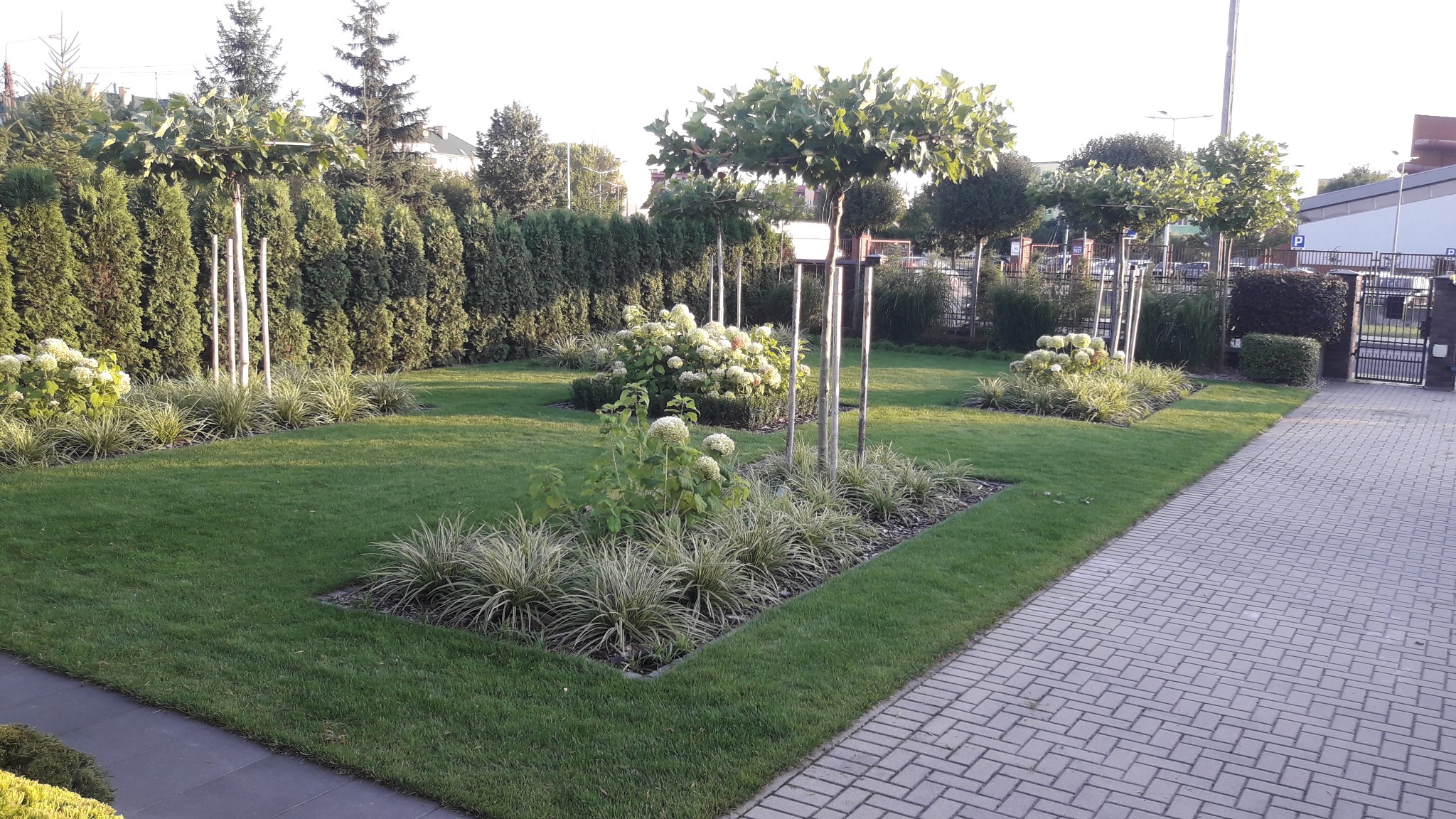 Starannie utrzymany ogród z równo przyciętym trawnikiem, formowanymi drzewami na palikach, kwitnącymi hortensjami i ozdobnymi trawami w geometrycznych rabatach.