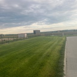 Gregory - Jodła - Równy trawnik z wyraźnymi pasami po koszeniu, ogrodzony siatką, z budynkami w tle pod pochmurnym niebem. Widoczny chodnik z kostki brukowej.