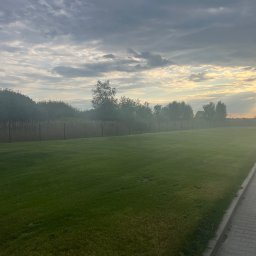 Gregory - Jodła - Rozległy trawnik z równo skoszoną trawą, otoczony drzewami i ogrodzeniem, pod pochmurnym niebem o wschodzie słońca. Widoczny chodnik z kostki brukowej i wysoki słup oświetleniowy.