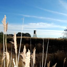 SILFOX nieruchomości Sebastian Lis - Drewniana ambona myśliwska na wzgórzu, widoczna przez kępy trzcin w słoneczny dzień.