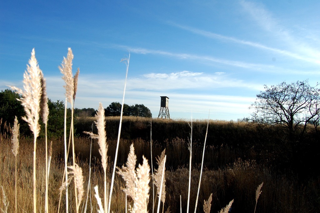 Drewniana ambona myśliwska na wzgórzu, widoczna przez kępy trzcin w słoneczny dzień.
