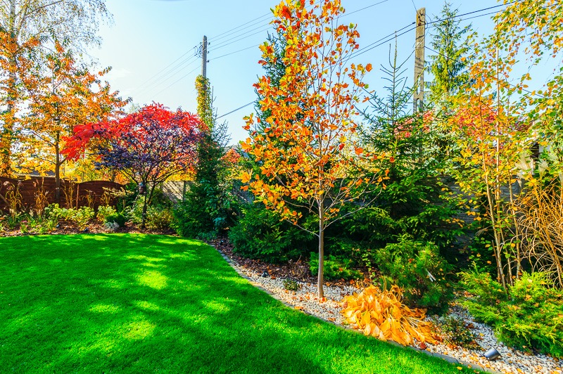 Jesienny ogród z intensywnie zielonym trawnikiem, drzewami o barwnych liściach i obrzeżem z jasnych kamyków, w tle drewniany płot i słup energetyczny porośnięty bluszczem.