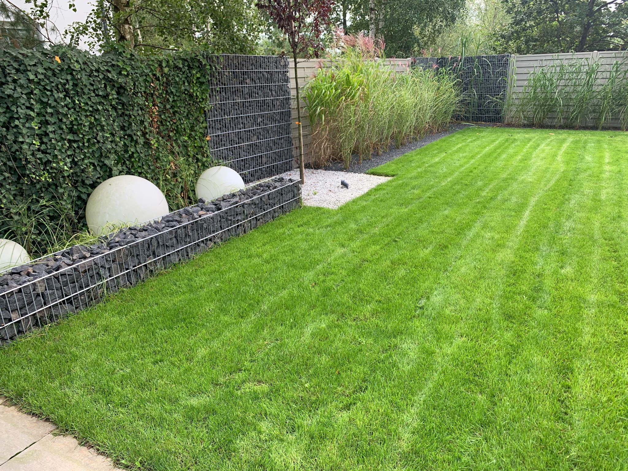 Starannie utrzymany trawnik z dekoracyjnymi kulami i gabionami wypełnionymi kamieniem, oddzielającymi go od rabaty z trawami ozdobnymi i żywopłotu z bluszczu.