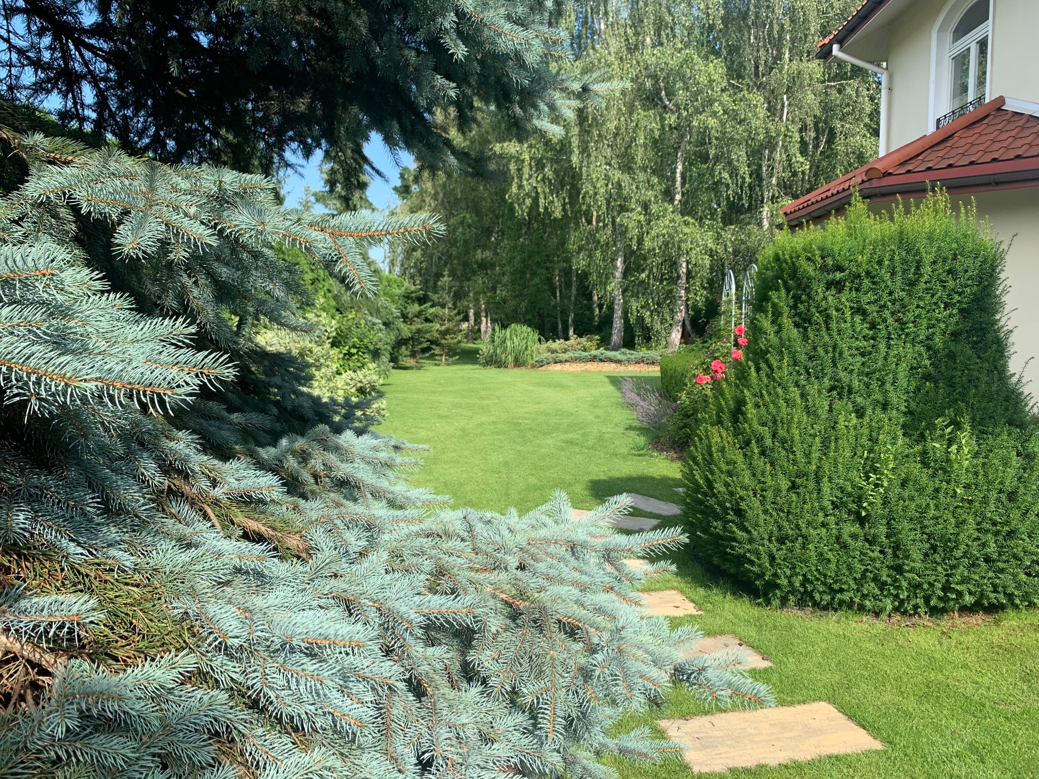 Ujęcie ogrodu z bliska, z przewagą srebrzystej choinki na pierwszym planie, prowadzącego do idealnie przystrzyżonego trawnika i rabat kwiatowych w tle, z fragmentem domu widocznym po prawej stronie.
