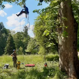 Arborysta zabezpieczony linami, zawieszony na drzewie podczas pracy, drugi pracownik obserwuje z dołu, sprzęt leży na trawie.