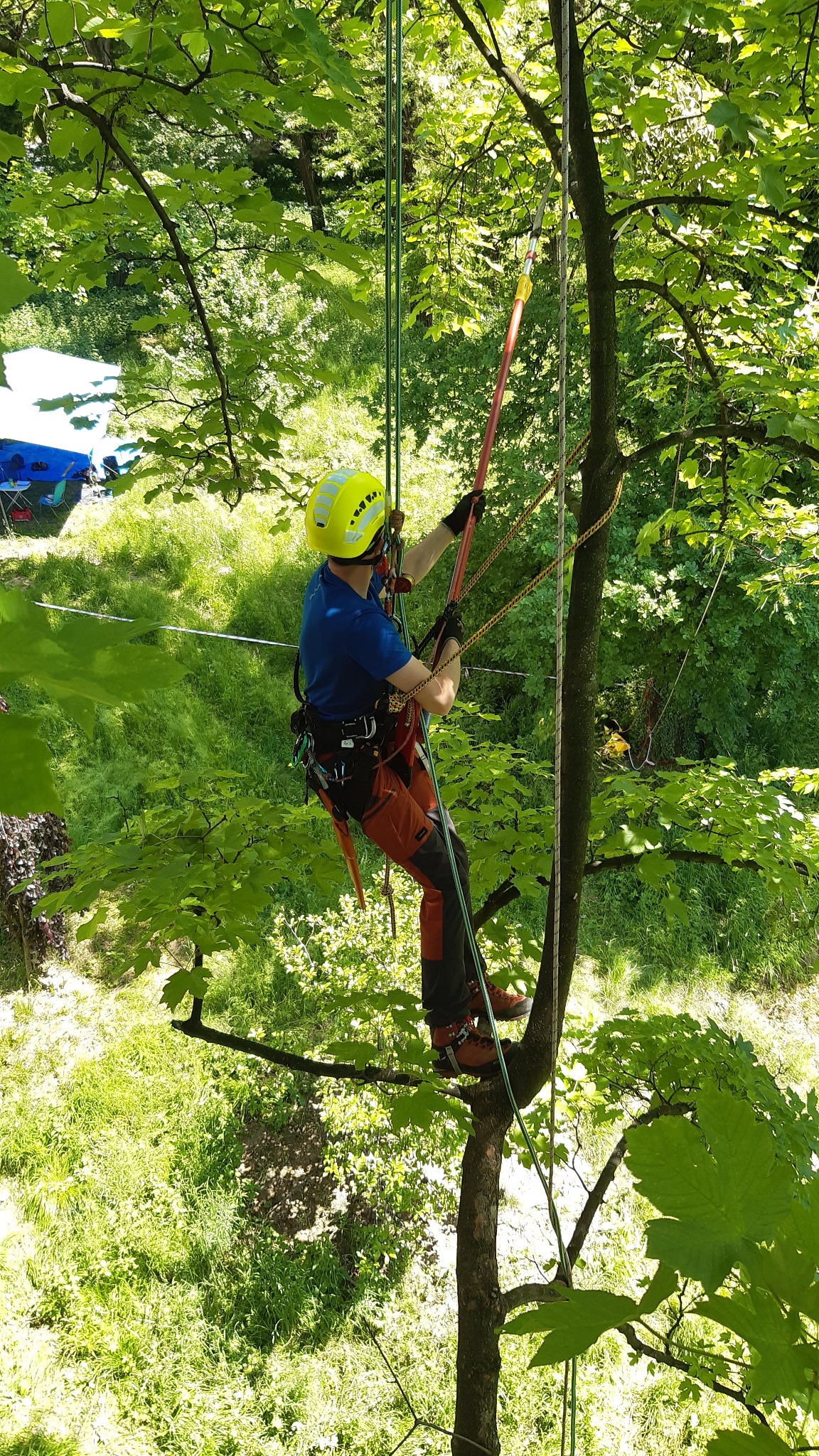 Arborysta w kasku i uprzęży, w trakcie pracy na drzewie, używa tyczki teleskopowej na tle zieleni.