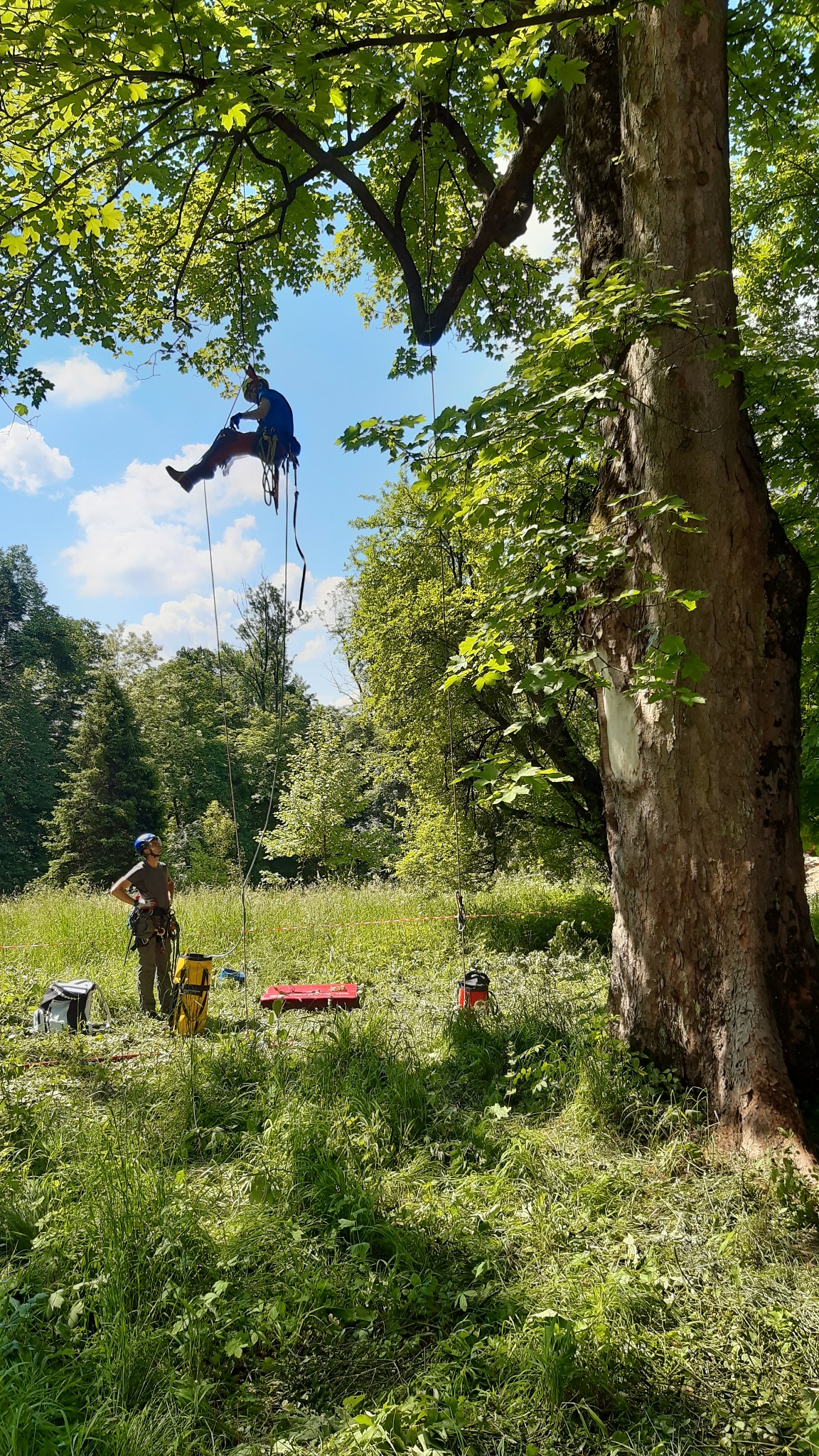 Arborysta zabezpieczony linami, zawieszony na drzewie podczas pracy, drugi pracownik obserwuje z dołu, sprzęt leży na trawie.