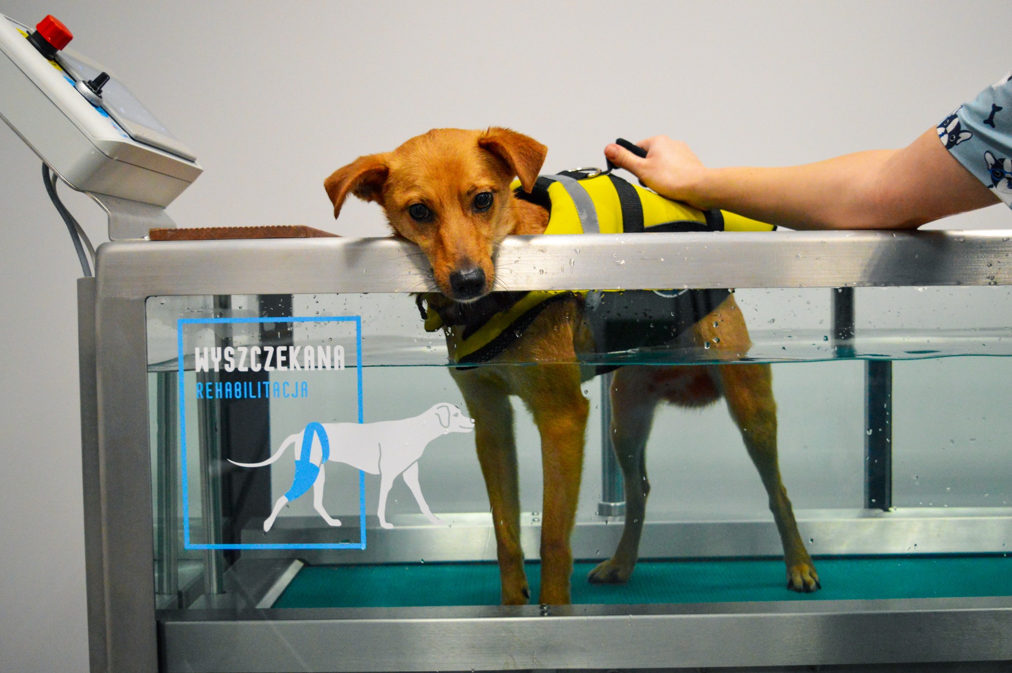 Brązowy pies w żółto-czarnej kamizelce w wodnym bieżni rehabilitacyjnej z napisem 'Wyszczekana Rehabilitacja' na boku.