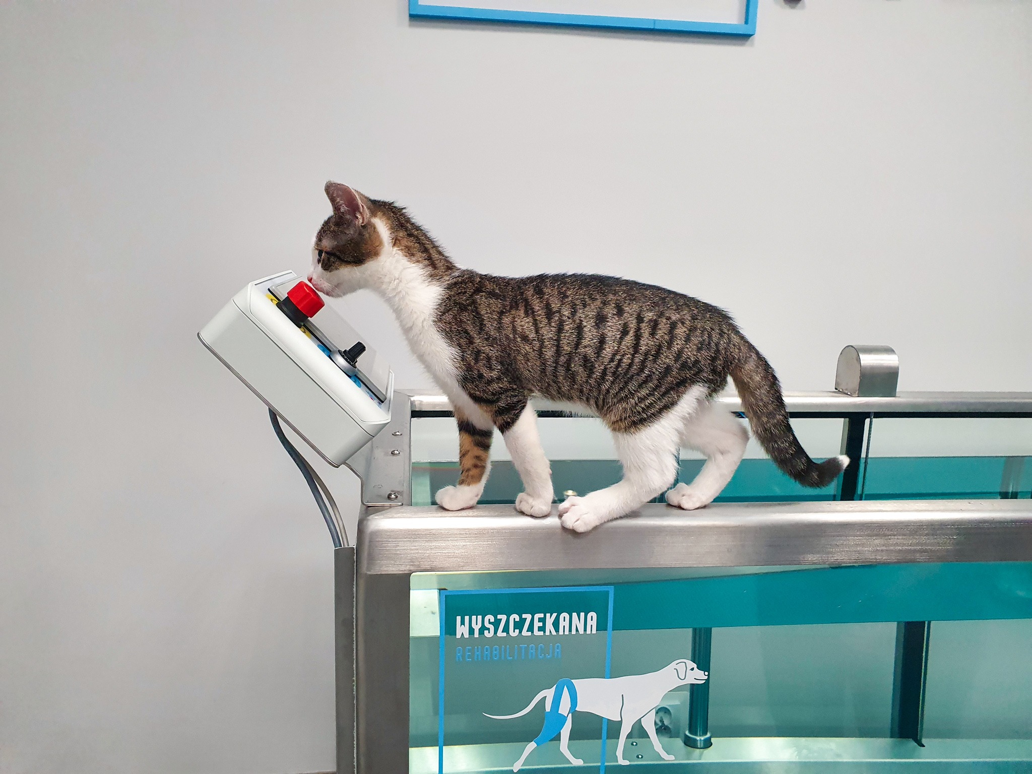 Pręgowany kociak na bieżni wodnej dla zwierząt, z napisem 'Wyszczekana Rehabilitacja' na panelu przednim, skierowany w stronę czerwonego przycisku na panelu sterowania.