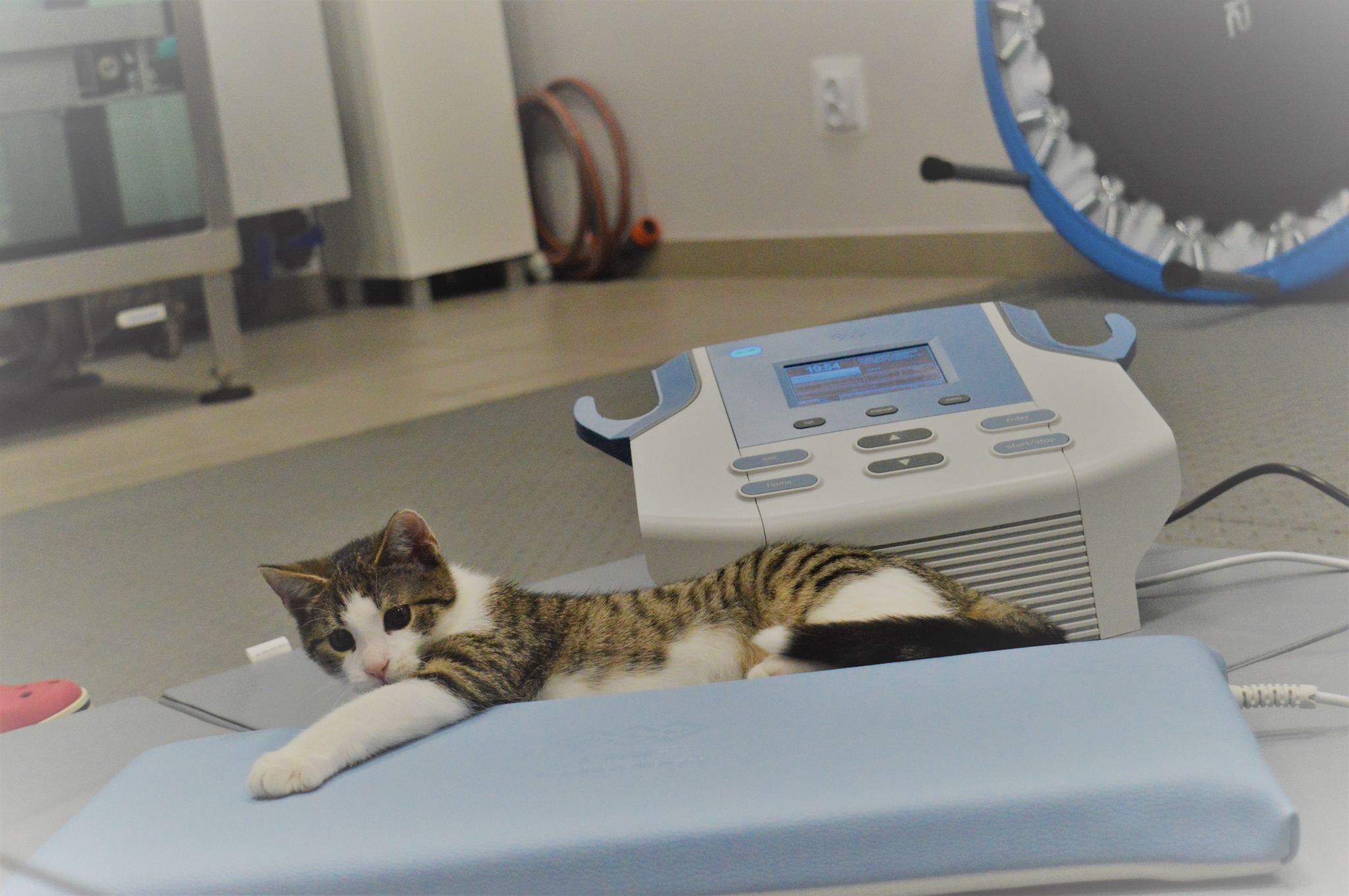 Tygrysi kot leży na niebieskiej podkładce obok urządzenia rehabilitacyjnego z wyświetlaczem, w tle widoczny sprzęt medyczny i trampolina.