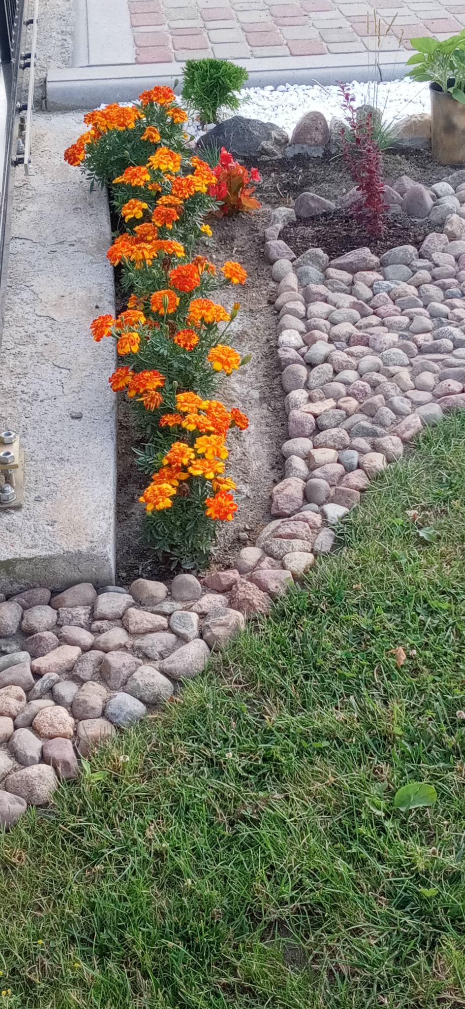 Rabata z pomarańczowymi aksamitkami ograniczona betonowym obrzeżem i rzędem otoczaków, trawnik z prawej strony.
