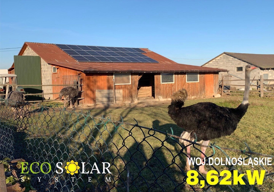 Rustykalny budynek gospodarczy z panelami słonecznymi na dachu, otoczony zielonym pastwiskiem z biegającymi strusiami, widoczne logo firmy i informacja o mocy instalacji w prawym dolnym rogu.