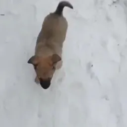 Szczeniak o krótkiej, brązowej sierści stoi na śniegu, patrząc w górę w kierunku obiektywu; widok z góry.