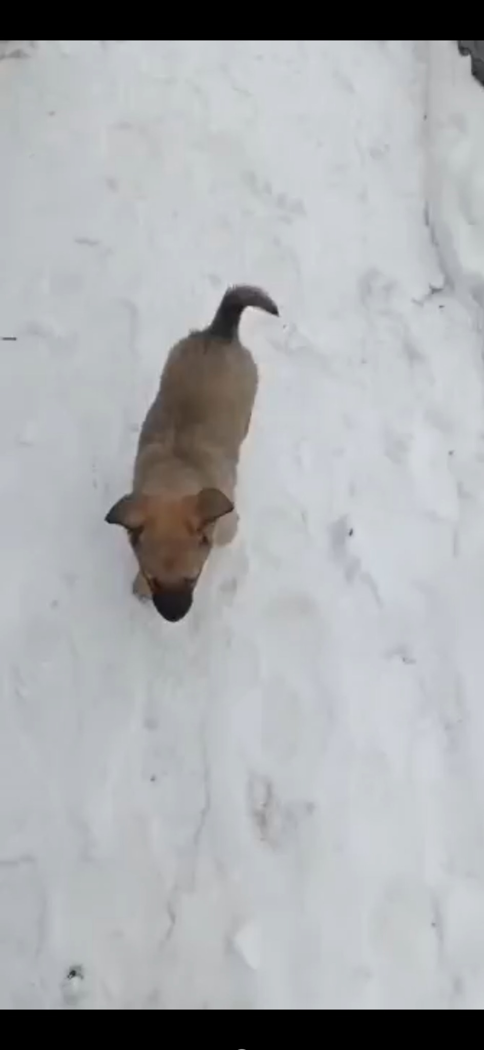 Szczeniak o krótkiej, brązowej sierści stoi na śniegu, patrząc w górę w kierunku obiektywu; widok z góry.