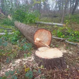 Świeżo ścięte drzewo w lesie, widoczny pień i leżący obok fragment pnia, otoczone ściętymi gałęziami i trocinami.