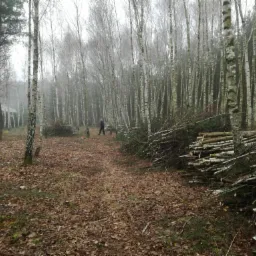 Pielęgnacyjne cięcie