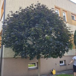 P-Trans--CleanGarden - Formowane drzewo o kulistej koronie, świeżo po przycięciu, z widocznymi narzędziami ogrodniczymi i osobą w tle przy budynku.