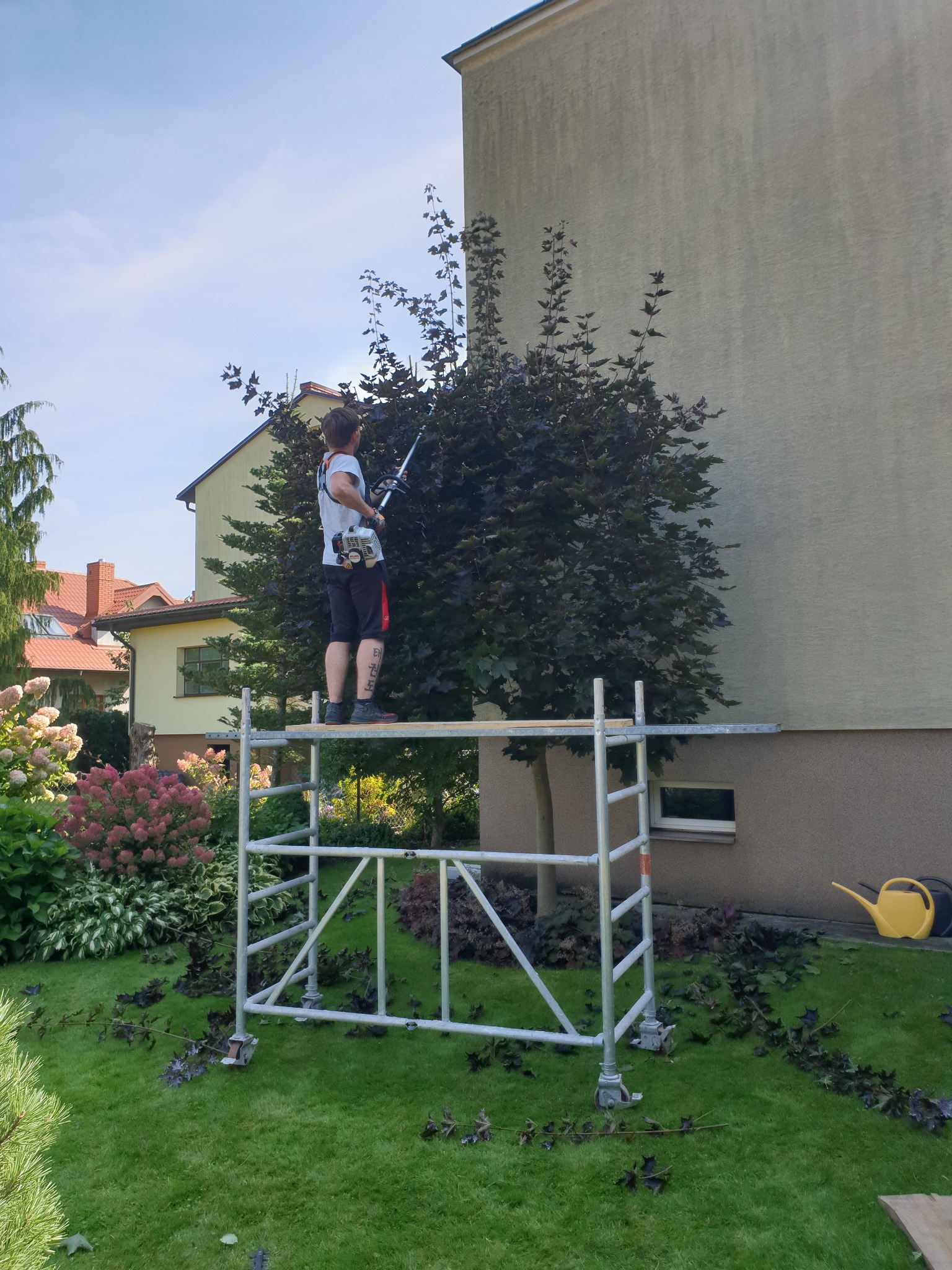Mężczyzna na rusztowaniu przycina żywopłot z purpurowych liści za pomocą nożyc spalinowych; obok domu z żółtą konewką, skoszony trawnik usiany obciętymi gałązkami.