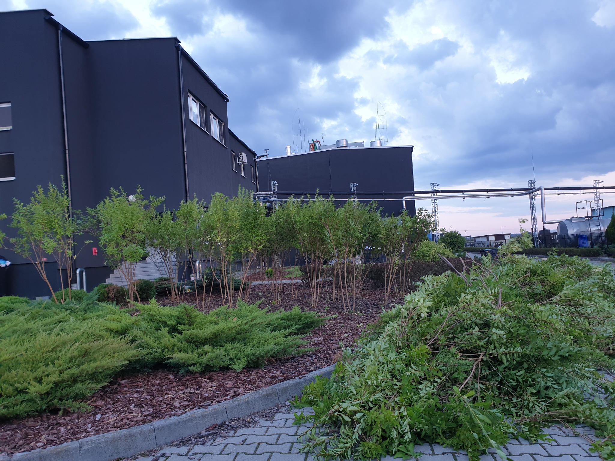 Sterta świeżo ściętych gałęzi i krzewów leżąca na kostce brukowej przed nowoczesnym, ciemnym budynkiem przemysłowym z zadbanym ogrodem z korą i niskimi krzewami.