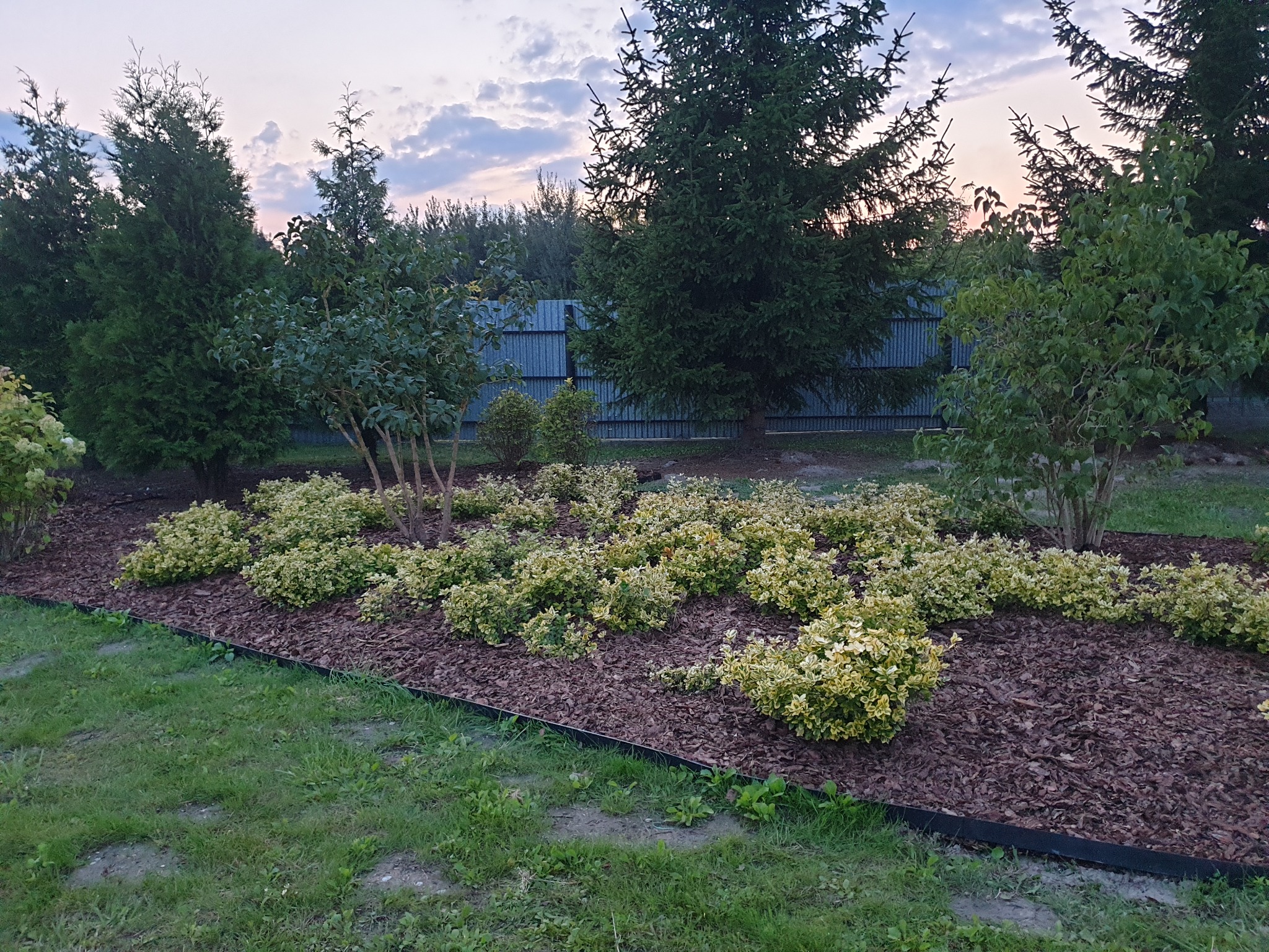 Rabata z niskimi, żółto-zielonymi krzewami i drzewami iglastymi w tle, wyściółkowana korą i obramowana czarnym obrzeżem, widok z poziomu trawnika, o zmierzchu.