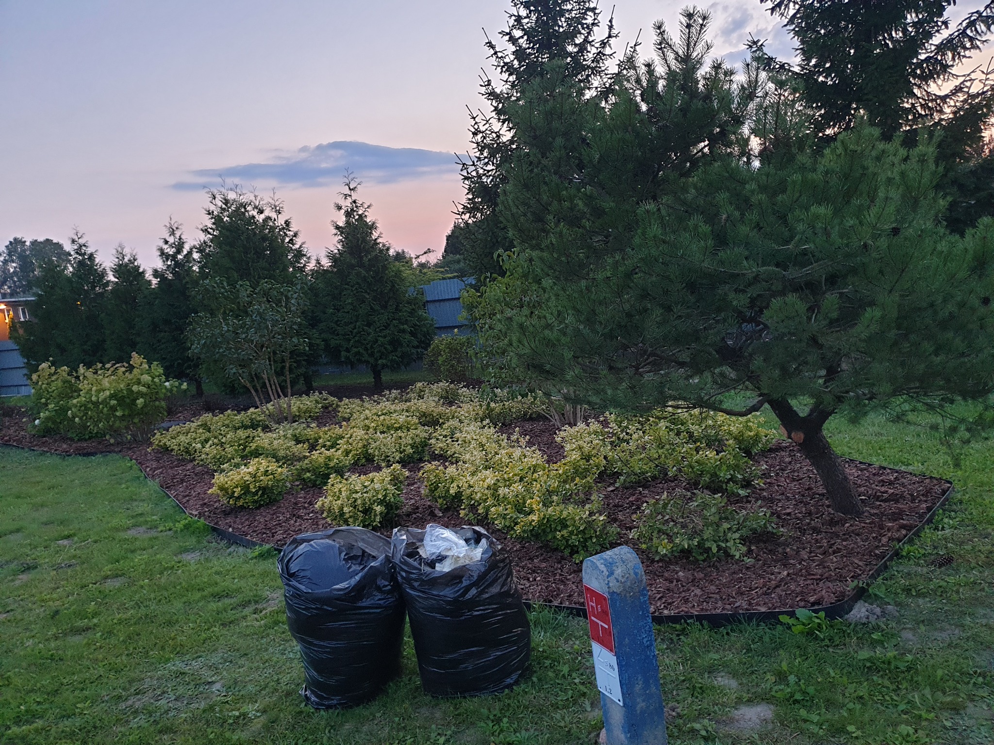 Rabata z roślinami okryta korą, dwa czarne worki na śmieci obok, wieczorny krajobraz.