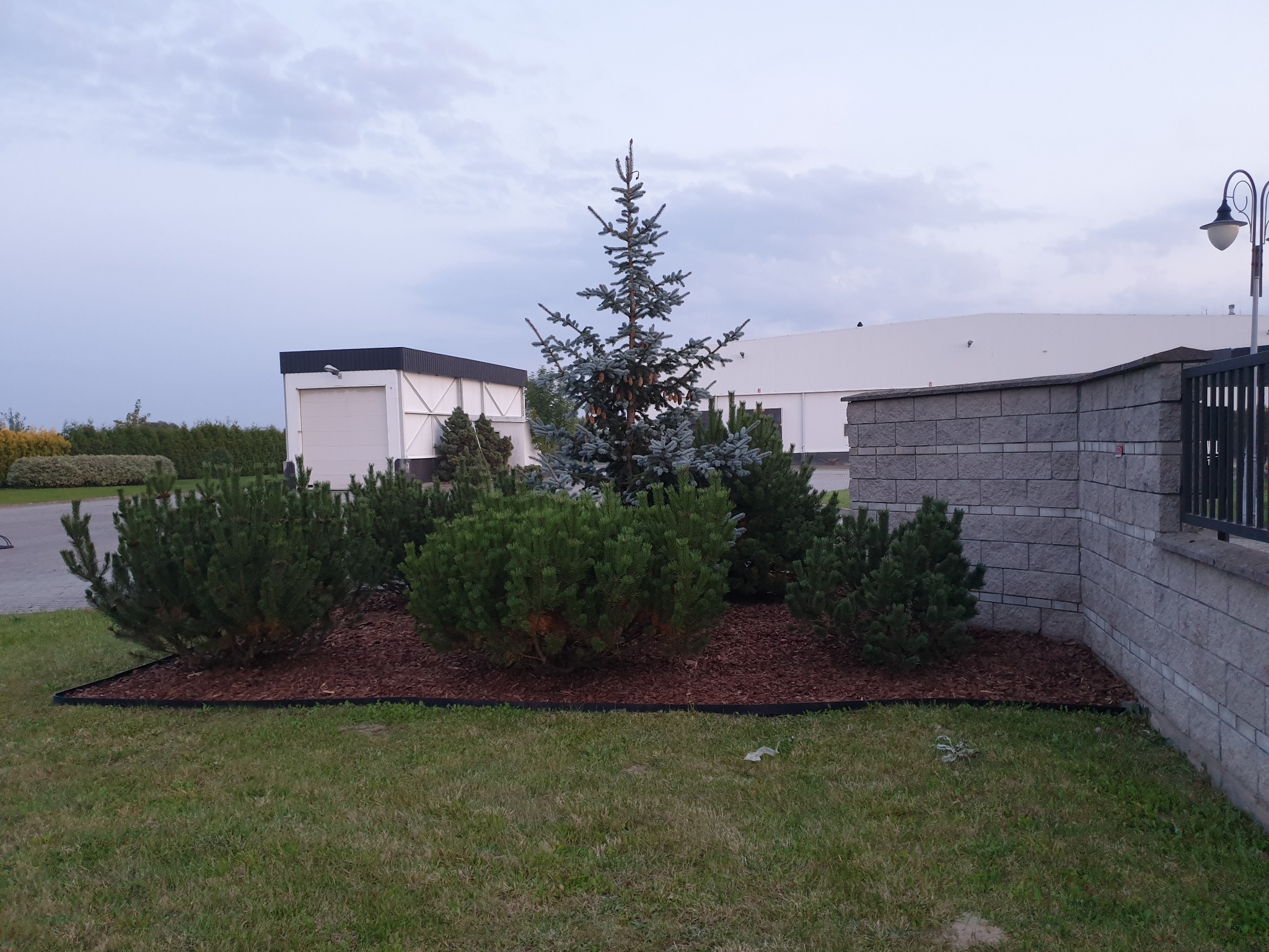 Aranżacja zieleni z niskimi krzewami i iglakiem na korze, obrzeże rabaty z tworzywa, budynki w tle, pochmurne niebo.