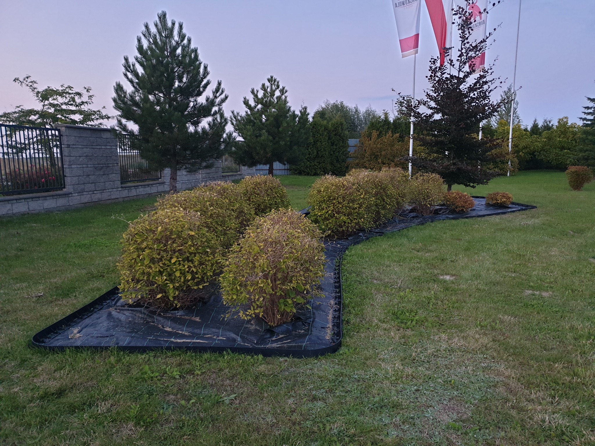Równy rząd kulistych krzewów na czarnej agrowłókninie w ogrodzie, w tle iglaki i ogrodzenie panelowe.