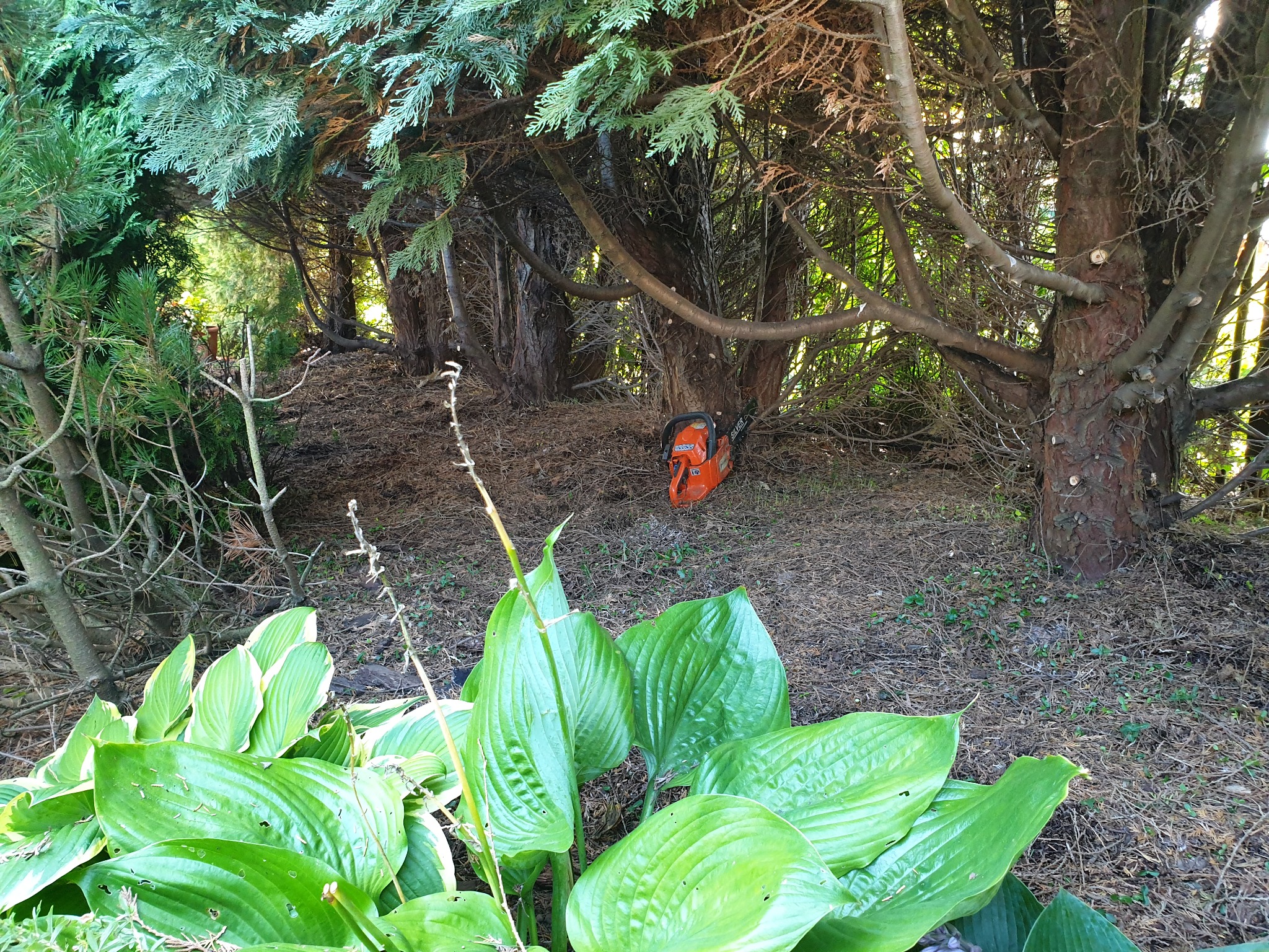 Pomarańczowa piła łańcuchowa spoczywa na ściółce pod drzewami iglastymi, widoczne liście funkii w pierwszym planie.