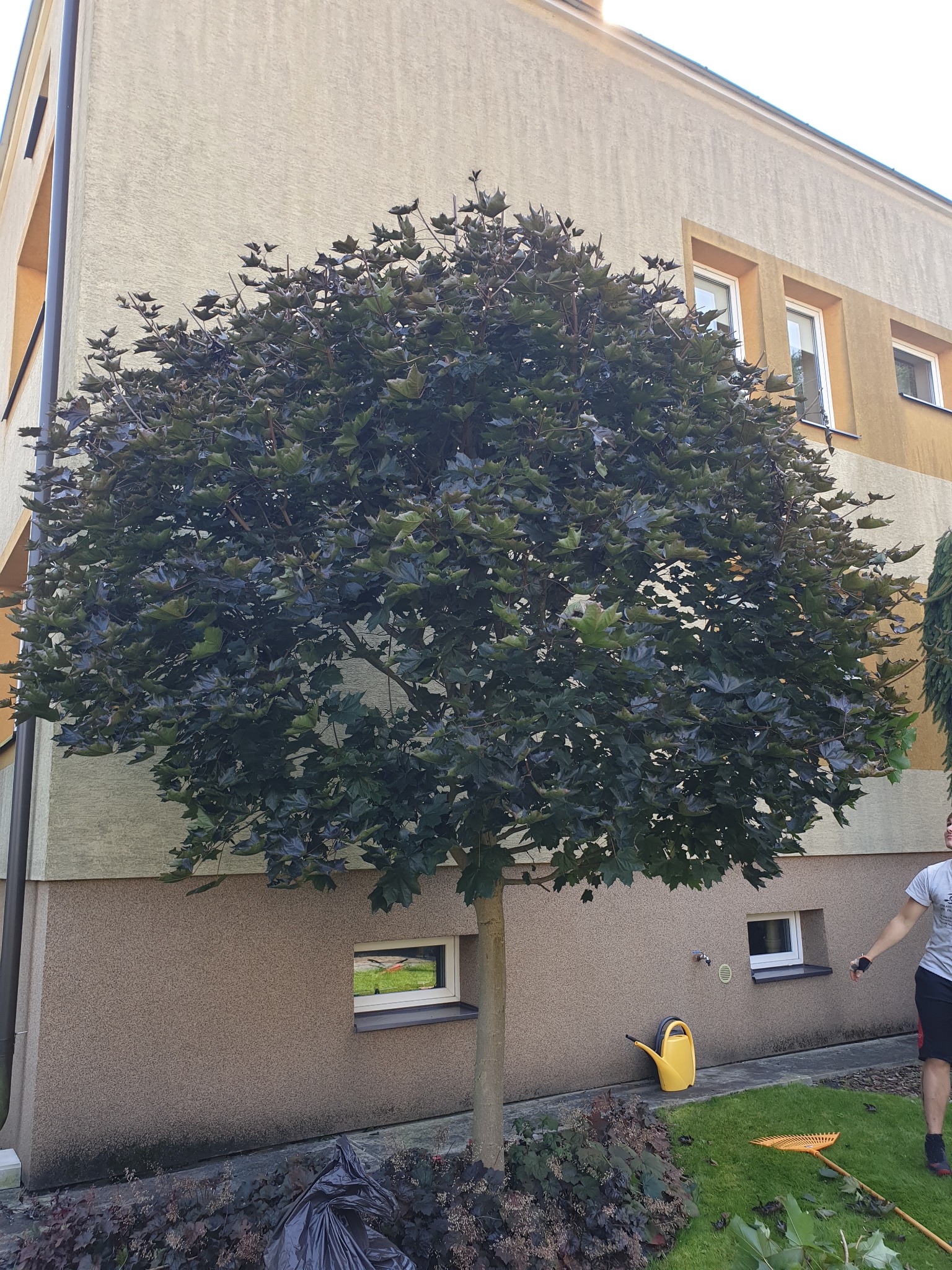 Formowane drzewo o kulistej koronie, świeżo po przycięciu, z widocznymi narzędziami ogrodniczymi i osobą w tle przy budynku.