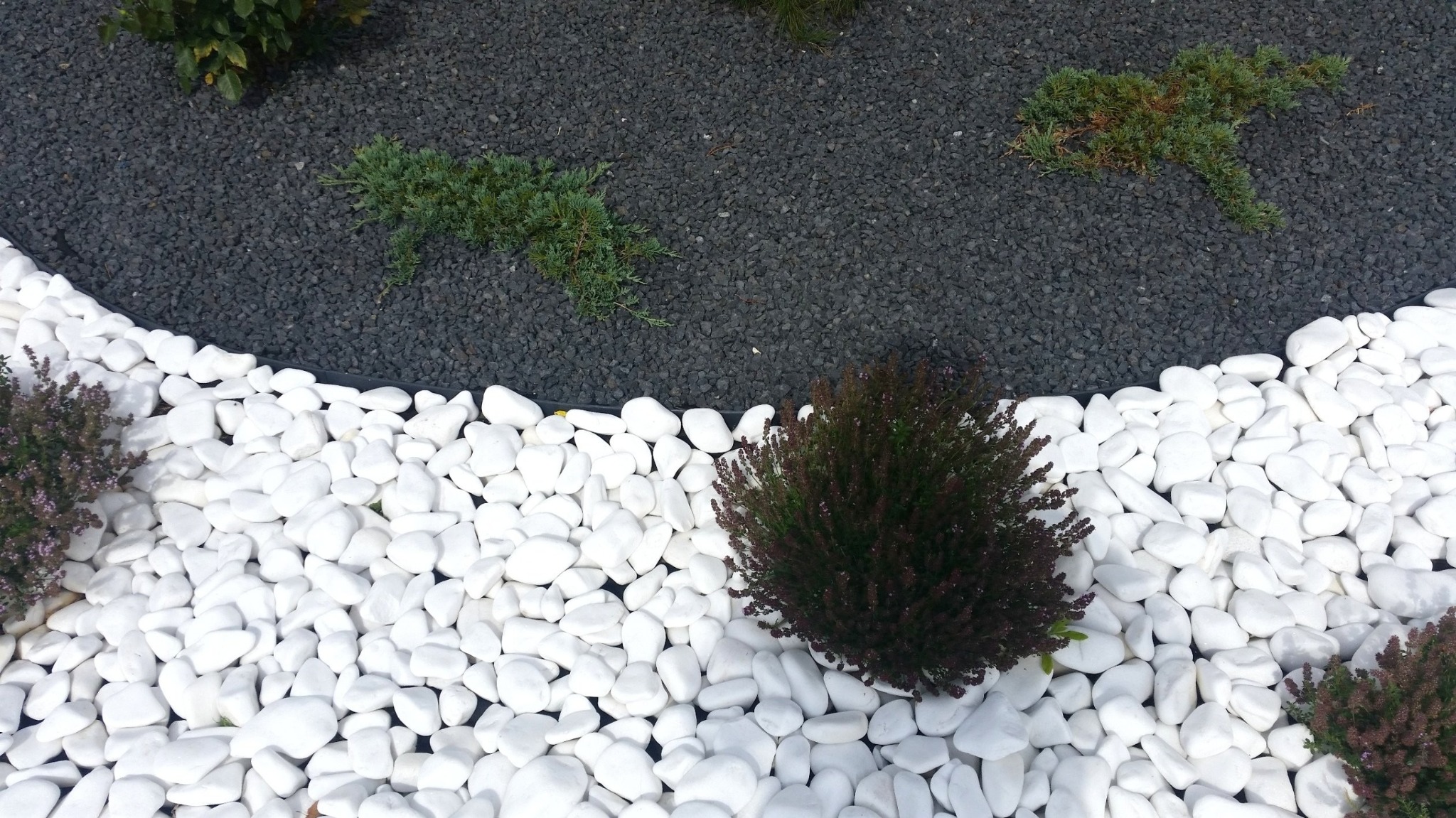 Ogród ozdobiony białymi otoczakami i ciemnym grysem, z niskimi krzewami iglastymi i wrzosami.