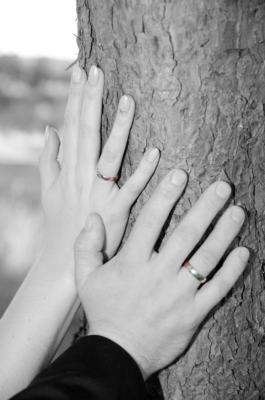 Dłonie pary młodej z obrączkami ślubnymi na tle kory drzewa, w sepii z kolorowymi obrączkami.