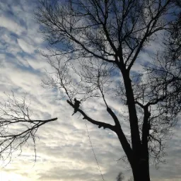 Sylwetka arborysty na drzewie bez liści, na tle pochmurnego nieba podczas zachodu słońca, z widoczną liną zabezpieczającą.