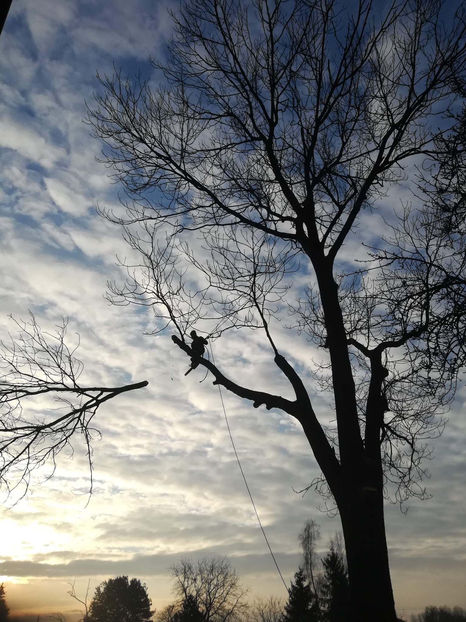 Sylwetka arborysty na drzewie bez liści, na tle pochmurnego nieba podczas zachodu słońca, z widoczną liną zabezpieczającą.