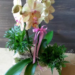 Kompozycja kwiatowa w drewnianej skrzynce z żółto-różowymi storczykami, zielonymi paprociami, palmą areką i różową wstążką na tle drewnianej ściany.