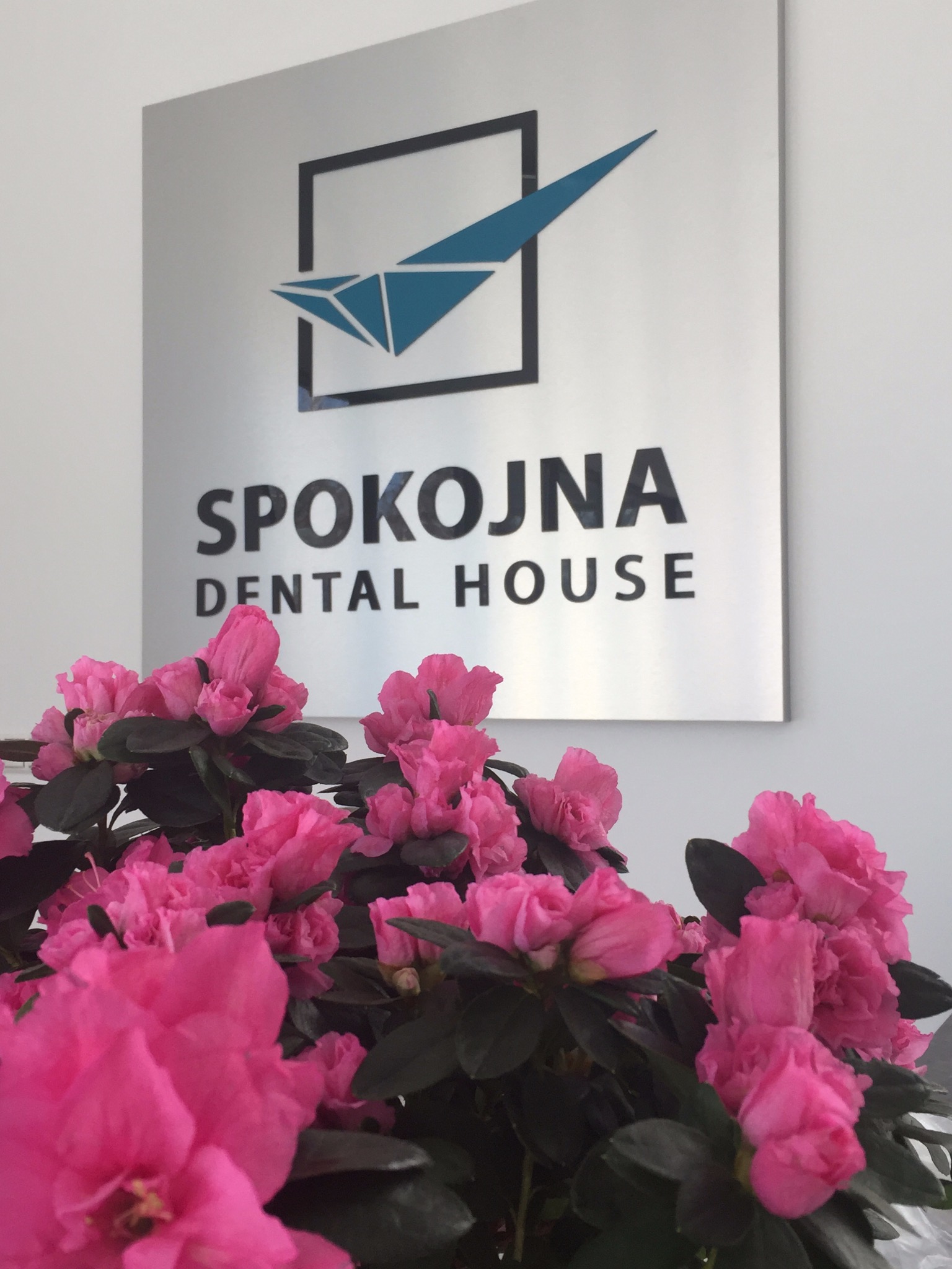 Kwiaty azalii w doniczce przed srebrną tablicą z logo i napisem SPOKOJNA DENTAL HOUSE na białej ścianie.