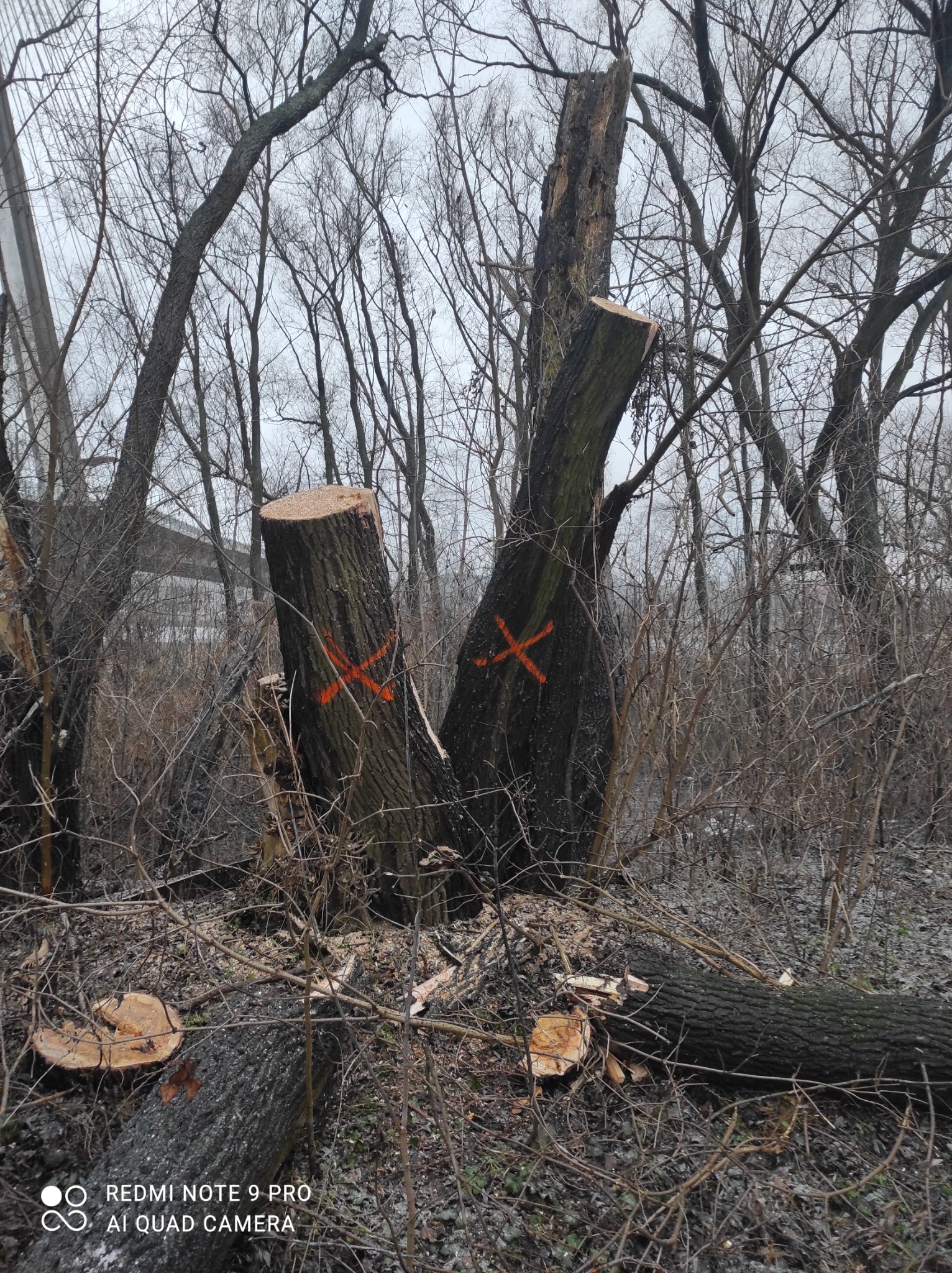 Dwa pnie drzew z pomarańczowymi znakami X, pozostałości po wycince, w tle widoczne nagie gałęzie i fragment konstrukcji mostu w pochmurny dzień.