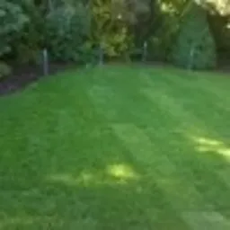 Świeżo założony trawnik z widocznymi śladami po kosiarce, z delikatnym cieniem drzew w tle. W oddali widoczne słupki ogrodzeniowe.