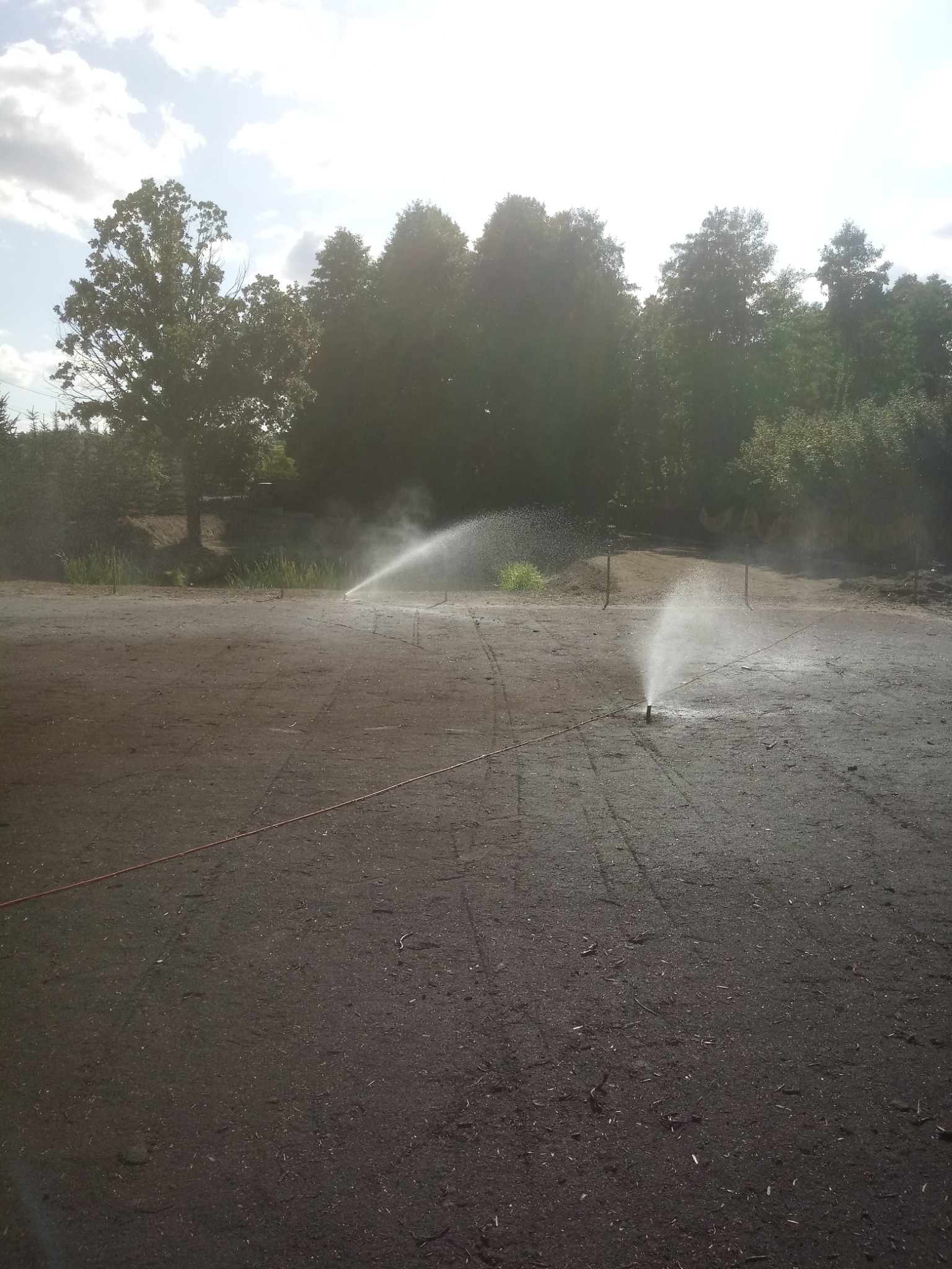 Automatyczne nawadnianie nowo przygotowanego terenu pod trawnik, z widocznymi zraszaczami i wilgotną glebą, drzewa w tle.