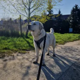 Jasny labrador w szelkach na spacerze po piaszczystej drodze, z młodym drzewem w tle i długim cieniem rzucanym przez psa.
